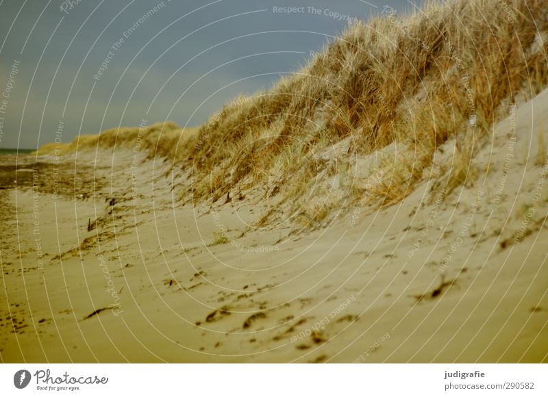 Küste Umwelt Natur Landschaft Himmel Gras Strand Ostsee Darß Sand natürlich wild Ferien & Urlaub & Reisen Farbfoto Außenaufnahme Menschenleer