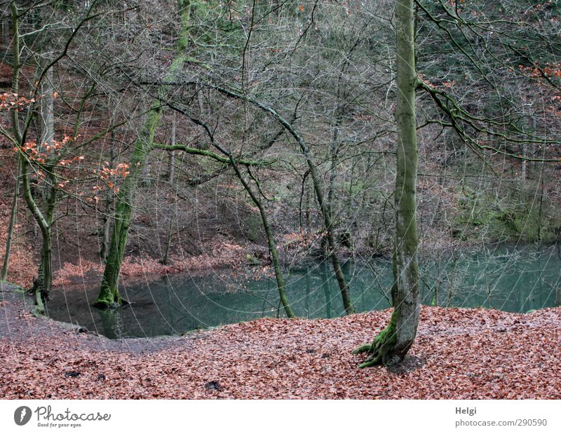 der Blaue See... wandern Umwelt Natur Landschaft Pflanze Winter Blume Blatt Wald Seeufer stehen dehydrieren Wachstum ästhetisch authentisch außergewöhnlich