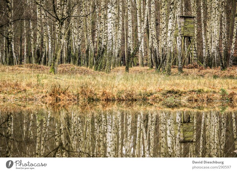 Parallelwelten Umwelt Natur Landschaft Pflanze Tier Wasser Frühling Sommer Herbst Gras Sträucher Wald Seeufer Flussufer braun gelb grün schwarz weiß Birke Jagd