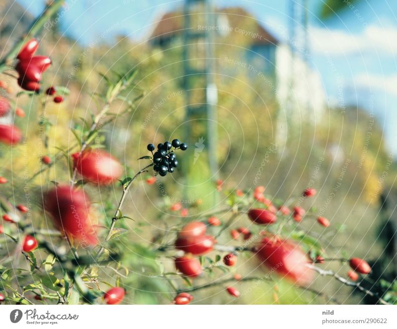 Südbahnhof Umwelt Natur Pflanze Herbst Schönes Wetter Sträucher Beeren Hagebutten Park Haus Gebäude blau grün rot Bahnanlage Stadt Farbfoto Außenaufnahme