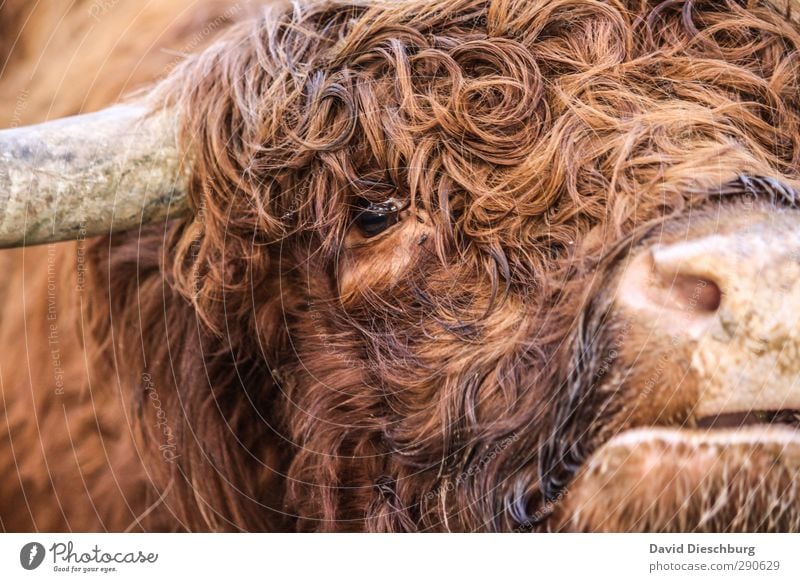 Man nannte ihn Locke Tier Nutztier Kuh Tiergesicht Fell 1 braun orange schwarz Rind Schottisches Hochlandrind Locken Schnauze Maul Horn Herde Landwirtschaft