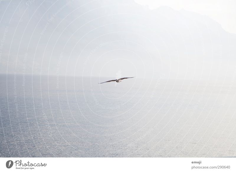 freedom Umwelt Natur Luft Wasser Himmel Wolkenloser Himmel Nordsee Ostsee Meer See Tier Vogel 1 hell blau Möwe Ferne Freiheit Farbfoto Gedeckte Farben