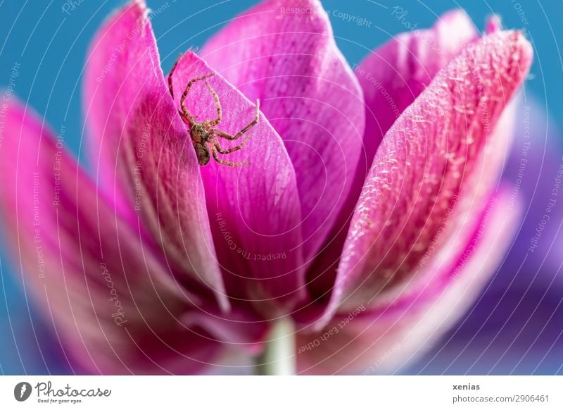 Kleine Spinne an der Anemone Natur Frühling Sommer Blume Blüte Anemonen Garten Park Tier 1 klein blau braun rosa verstecken Raubspinne Wildtier Farbfoto