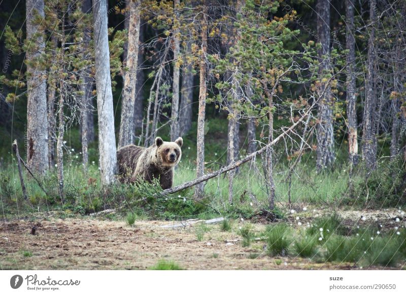 Honigbär Jagd Umwelt Natur Landschaft Tier Urelemente Erde Baum Wiese Wald Fell Wildtier 1 beobachten authentisch außergewöhnlich bedrohlich Neugier stark wild