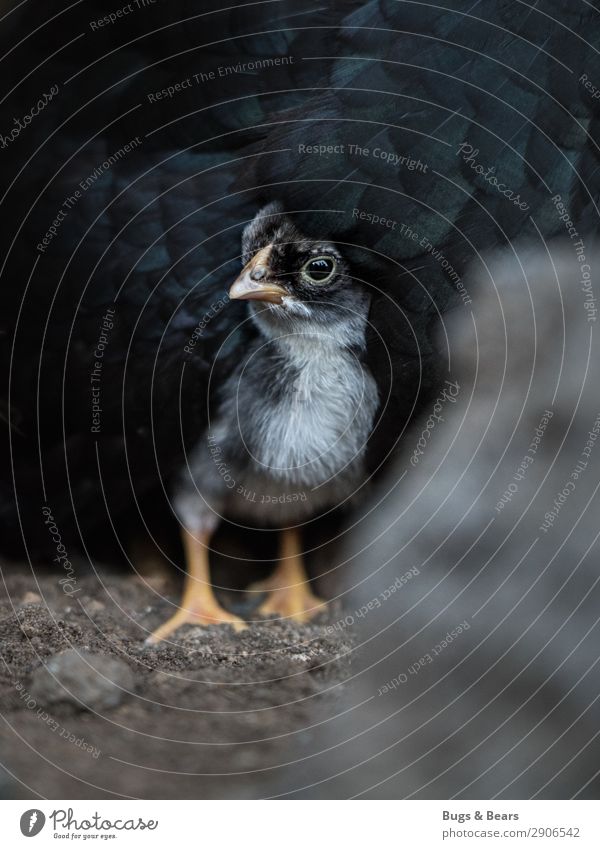 Mama ist das beste Versteck Tier Nutztier schwarz Angst Küken Haushuhn Tierjunges Kind Baby unsicher Beschützer Mutter verstecken Schnabel Geflügel Sicherheit