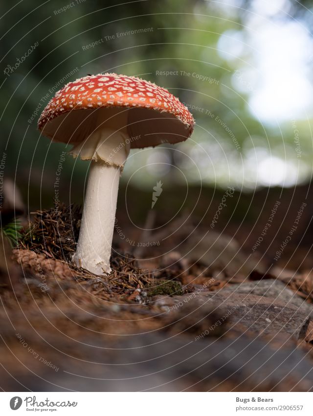 Fliegenpilz Umwelt Natur Landschaft Pflanze Erde Herbst Wald rot Pilz Pilzhut Gift ungenießbar gefährlich Waldboden Boden Alaska Schirm gepunktet Punkt