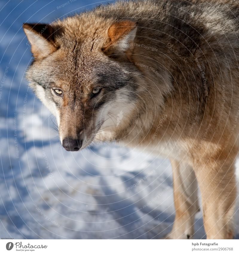 Wolf 58 Umwelt Natur Tier Eis Frost 1 ästhetisch authentisch elegant frei schön kalt klug blau braun Stimmung Zufriedenheit Lebensfreude Tapferkeit selbstbewußt