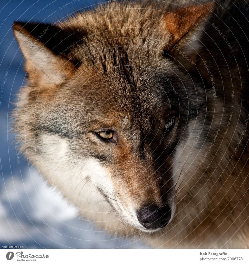 Wolf 3 Umwelt Natur Tier Sonnenlicht Winter Eis Frost 1 ästhetisch authentisch außergewöhnlich einfach blau braun Stimmung Lebensfreude selbstbewußt Ehrlichkeit