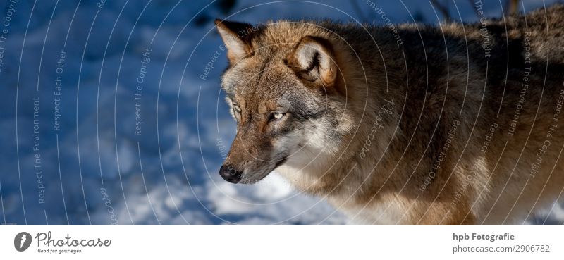 Wolf 1 Umwelt Natur Tier Sonnenlicht Winter Schönes Wetter Eis Frost Wildtier Tiergesicht Fell Pfote ästhetisch elegant blau braun Stimmung Lebensfreude