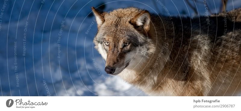 Wolf 2 Umwelt Natur Tier Winter Schönes Wetter Eis Frost 1 ästhetisch sportlich außergewöhnlich natürlich klug blau braun Stimmung Lebensfreude Tapferkeit Kraft