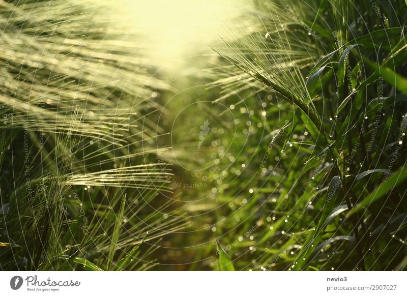 Gerstenfeld im Frühjahr Umwelt Natur Frühling Sommer Pflanze Gras Nutzpflanze gelb grün Lebensfreude Frühlingsgefühle Gerstenähre Getreide Getreidefeld