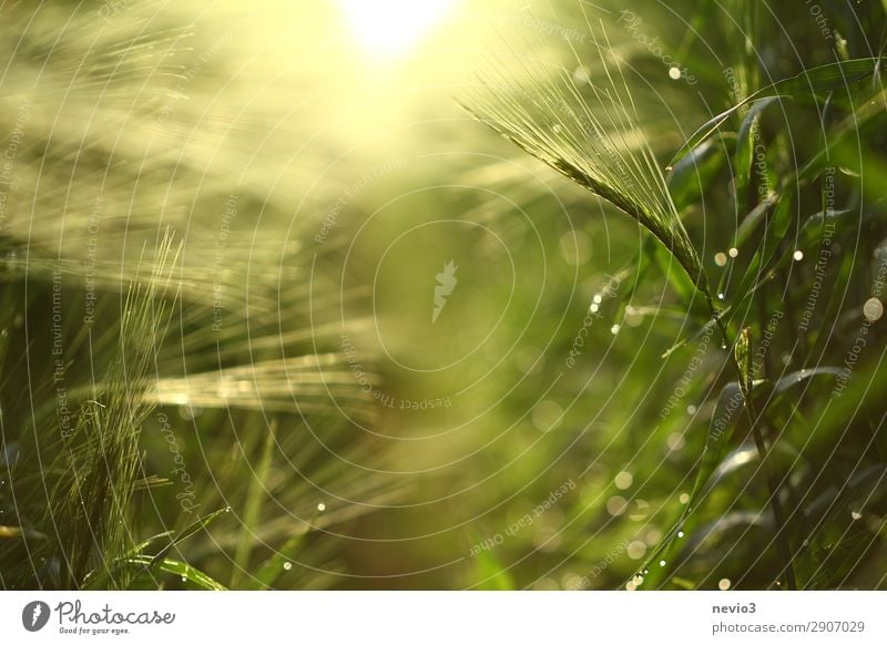 Gerstenfeld im Frühjahr Natur Frühling Blatt Grünpflanze Nutzpflanze Garten Wiese Feld natürlich gelb grün Frühlingsgefühle Vorfreude Jahreszeiten Gerstenähre