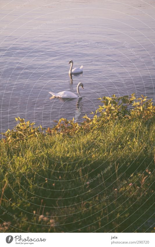 schwäne Pflanze Grünpflanze Flussufer Tier Wildtier Schwan 2 ästhetisch natürlich blau grün Partnerschaft Farbfoto Außenaufnahme Menschenleer Textfreiraum oben