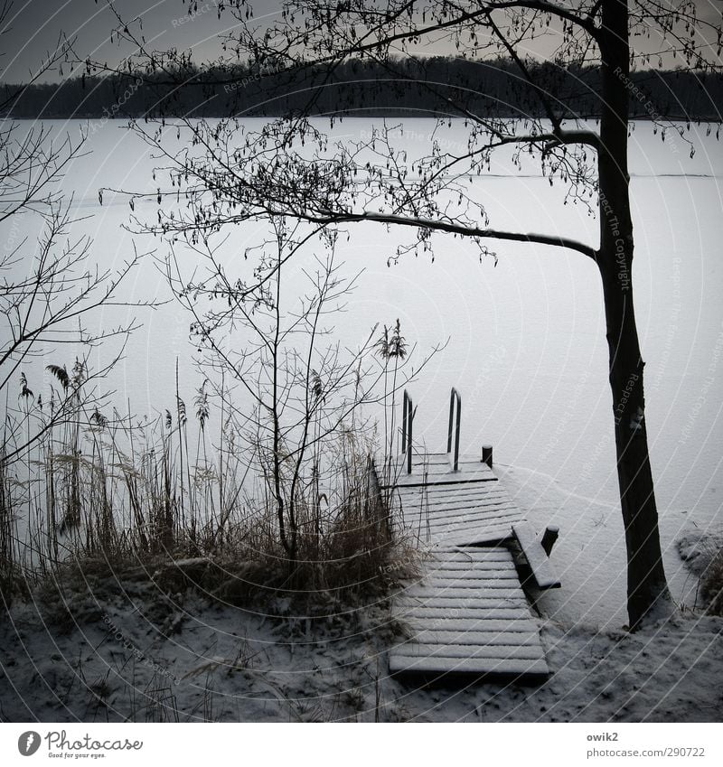 Schneesee Umwelt Natur Landschaft Pflanze Himmel Horizont Winter Klima Wetter Schönes Wetter Eis Frost Baum Sträucher Zweige u. Äste Seeufer Steg Holz frieren