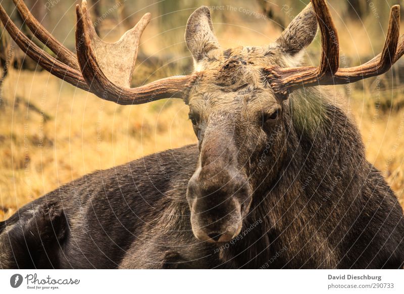 Prachtkerl III Natur Frühling Schönes Wetter Wald Urwald Wildtier Tiergesicht Fell 1 braun gelb gold grün schwarz weiß Paarhufer Horn Schnauze