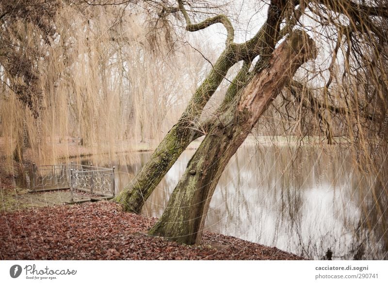 silence at the lakeside Landschaft Herbst Baum Park Seeufer Terrasse Zaun Geländer natürlich trist braun orange Gelassenheit ruhig standhaft bescheiden demütig