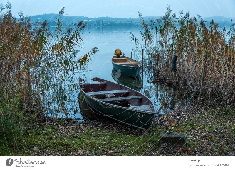 Anlieger frei Natur Landschaft Schilfrohr See Bodensee Ruderboot schön Idylle ankern Farbfoto Außenaufnahme Menschenleer Abend Dämmerung