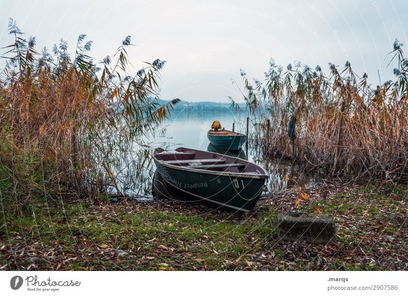 Ufer Umwelt Natur Landschaft Urelemente Himmel Herbst Pflanze Schilfrohr Seeufer Bodensee Ruderboot Erholung Stimmung Idylle ruhig ankern 2 Farbfoto