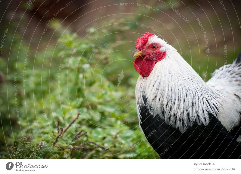 Hahn Solo Ernährung Natur Pflanze Tier Sträucher Garten Feld Nutztier Tiergesicht Hahnenkamm Feder Federvieh Hähnchen beobachten schön grün rot schwarz weiß