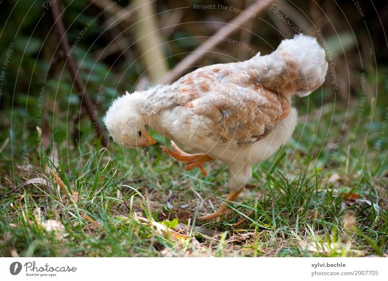 Fußkontrolle Umwelt Natur Tier Gras Garten Wiese Nutztier Haushuhn Küken Tierjunges beobachten entdecken laufen Blick Mut Tatkraft Tierliebe achtsam