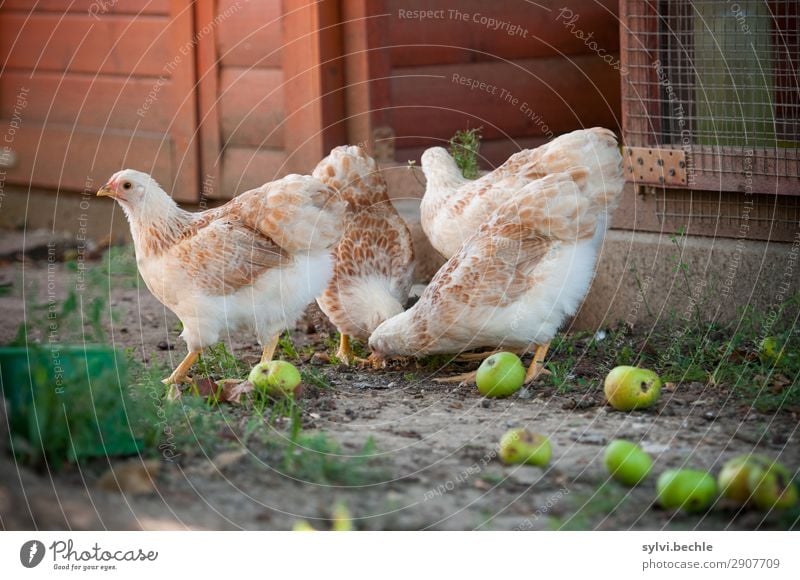 jugendliche Hennen III huhn hühner henne hennen junghennen küken brut brüten naturbrut gras braun grün natürlich gesund tierlieb tierliebe glücklich leben