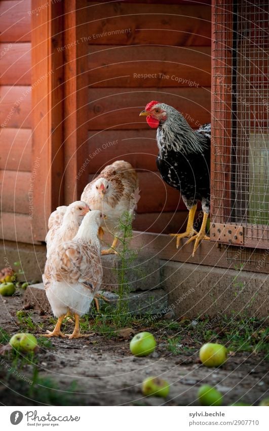 jugendliche Hühner huhn hahn hühner henne hennen junghennen küken brut brüten naturbrut gras braun grün natürlich gesund tierlieb tierliebe glücklich leben