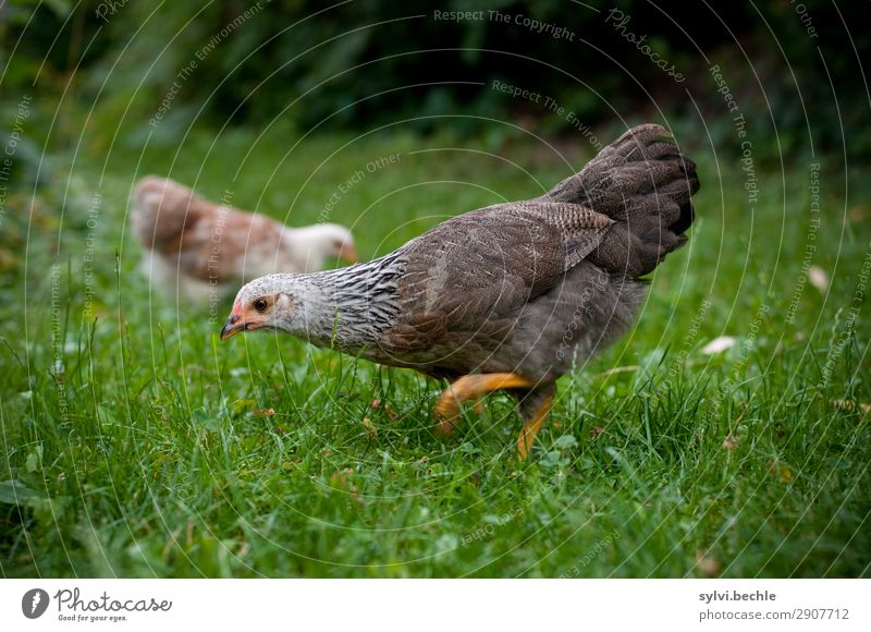 jugendliche Hennen II huhn hühner henne hennen junghennen küken brut brüten naturbrut gras braun grün natürlich gesund tierlieb tierliebe glücklich leben