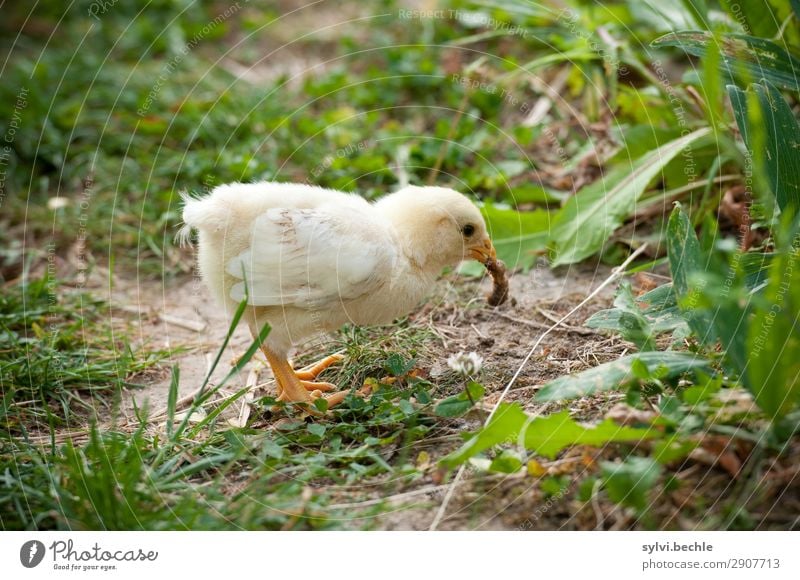 Das Küken und der Wurm Umwelt Natur Sommer Gras Garten Wiese Tier Nutztier Haushuhn Tierjunges lecker gelb grün Tierliebe Leben Beginn Gesundheit Überleben