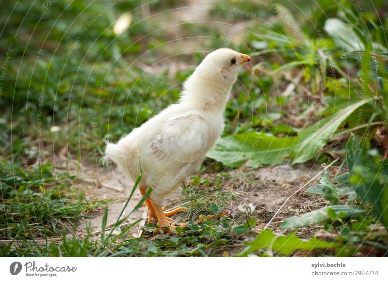 Das Küken und der verschluckte Wurm Umwelt Natur Sommer Gras Garten Wiese Tier Nutztier Haushuhn Tierjunges gelb grün Tierliebe Leben Beginn Gesundheit