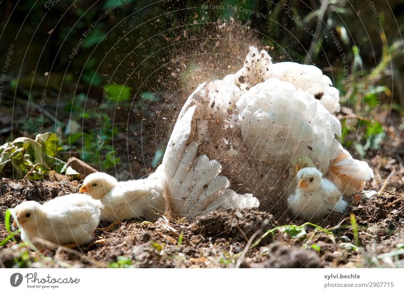 passiv Baden :-D Körperpflege Wohlgefühl Natur Sommer Gras Garten Tier Nutztier Flügel Hühnervögel Küken Feder Tiergruppe Tierjunges Tierfamilie Glück