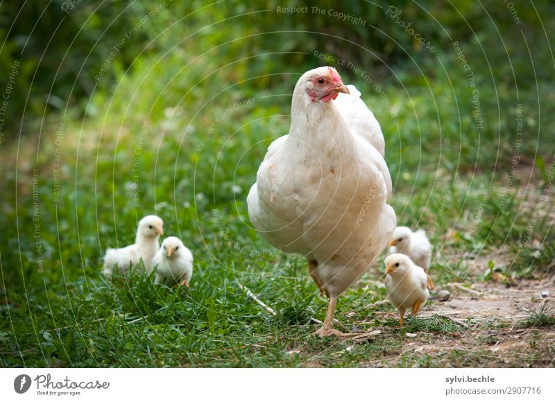 Spaziergang mit Mama Natur Sommer Gras Garten Wiese Tier Nutztier Haushuhn Küken Gelege Brutpflege Tierjunges Tierfamilie entdecken laufen niedlich Vertrauen