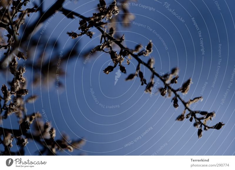 die.mit.dem.blau.und.so Pflanze Ranke Blüte Blühend Blütenknospen Himmel Zweig Ast Baum Sträucher Natur Leben