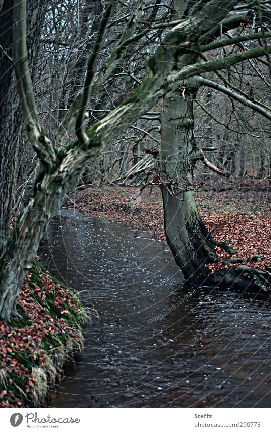 der Waldbach rauscht im Herbstwald Bach Bachufer Tristesse Novemberstimmung Rauschen düster verwunschen Herbstlaub Waldboden laublos trist Waldspaziergang