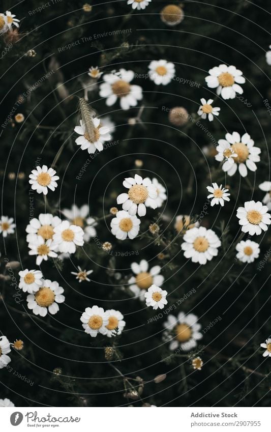 Erstaunliches Blumenfeld mit Gänseblümchen schön gelb Echte Kamille botanisch Sommer Garten Wiese geblümt grün Rasen weiß Pflanze Margeriten Blüte Blatt hübsch