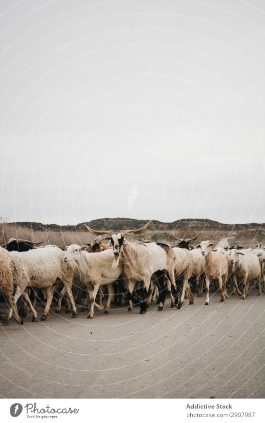 Schafe, die auf der Straße gehen. Wolle Tier Landschaft Schafherde Berge u. Gebirge Sommer laufen Herde Natur sich[Akk] ereignend Block Hintergrundbild