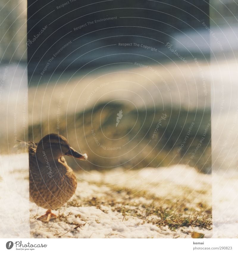 Schnee am Schnabel Sonnenlicht Winter Schönes Wetter Pflanze Gras Tier Wildtier Vogel Tiergesicht Ente 1 stehen Gelassenheit ruhig Farbfoto Gedeckte Farben