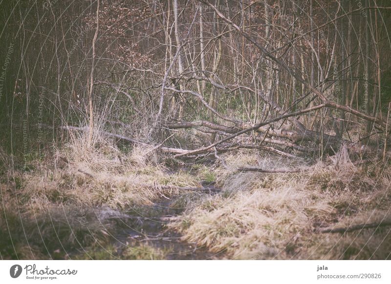 wald Umwelt Natur Pflanze Baum Sträucher Wildpflanze Wald natürlich trist trocken wild Farbfoto Außenaufnahme Menschenleer Tag