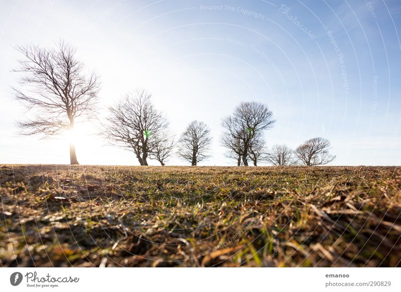 Wetterbuchen Umwelt Natur Landschaft Pflanze Himmel Horizont Sonne Herbst Winter Klima Klimawandel Wind Baum Gras Park Wiese Feld Wald Hügel Berge u. Gebirge