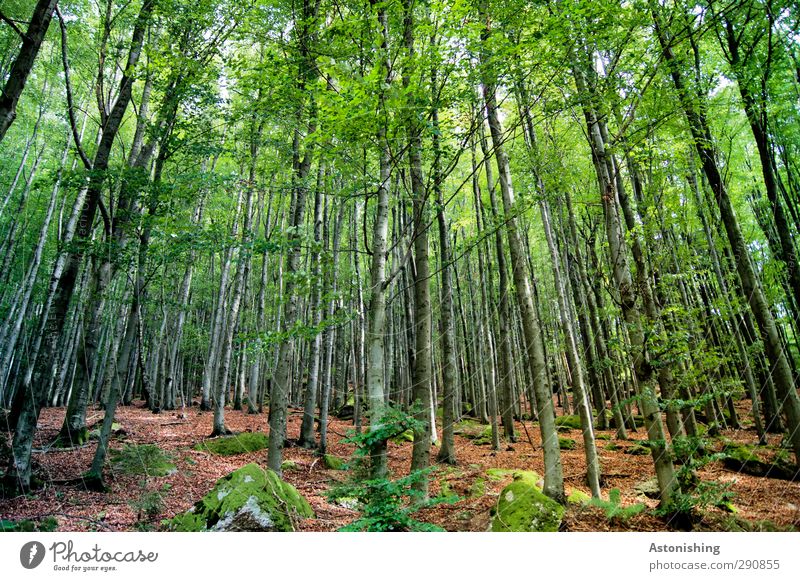 in die Höhe Umwelt Natur Landschaft Pflanze Sommer Wetter Schönes Wetter Wärme Baum Sträucher Moos Blatt Grünpflanze Wald Hügel Felsen stehen dünn hoch braun