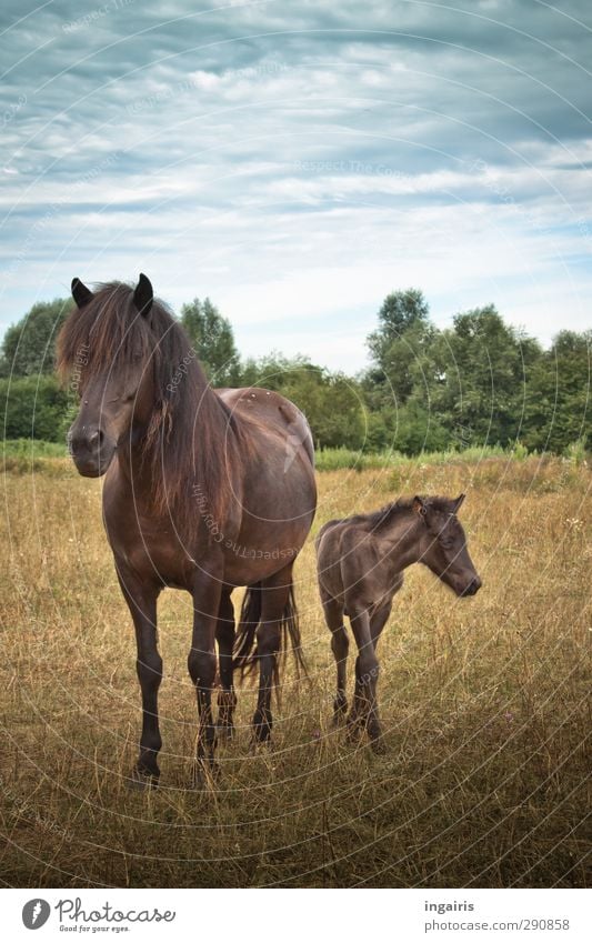 Isländischer Nachwuchs Glück Reiten Reitsport Natur Landschaft Pflanze Tier Himmel Horizont Sommer Wiese Weide Nutztier Pferd Fohlen Muttertier Island Ponys 2