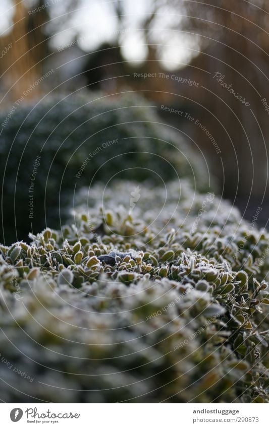 mamas garten. Freizeit & Hobby Winter Natur Pflanze Schönes Wetter Eis Frost Sträucher Blatt Grünpflanze Buchsbaum Hecke ästhetisch kalt nah schön grün Design