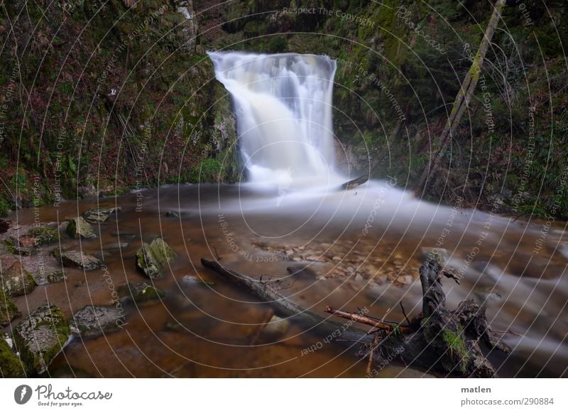 plätscher Landschaft Wasser Winter Klimawandel Pflanze Baum Gras Moos Felsen Berge u. Gebirge Schlucht Flussufer Wasserfall braun grün weiß Baumstumpf Farbfoto