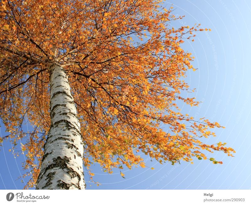 Rotschopf... Umwelt Natur Pflanze Herbst Schönes Wetter Baum Blatt Birke Birkenrinde Birkenblätter Baumstamm Feld alt hängen stehen Wachstum ästhetisch