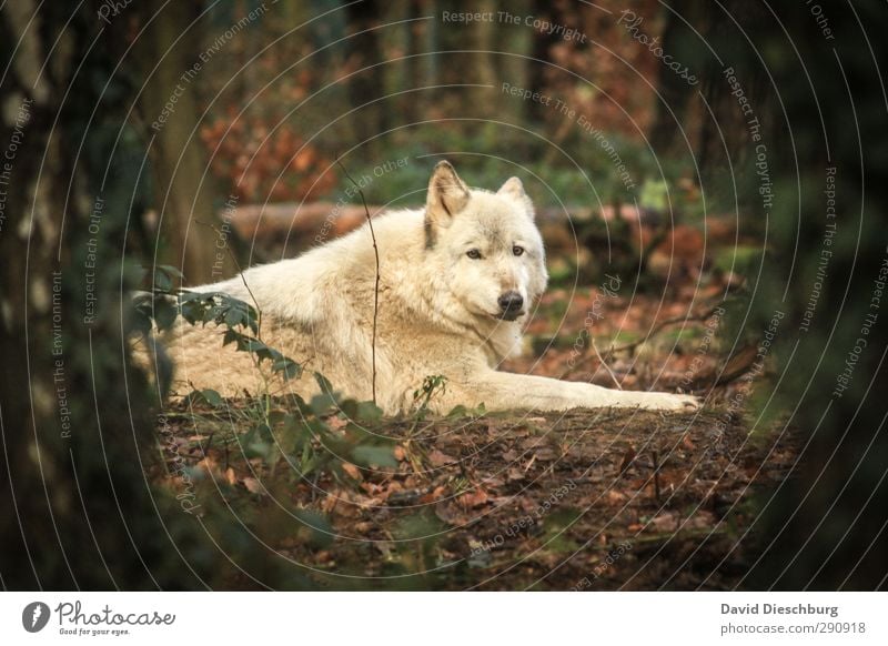 Polarwolf Natur Frühling Herbst Pflanze Baum Sträucher Blatt Wald Wildtier Tiergesicht Fell 1 braun gelb grün schwarz weiß polarwolf Wolf Landraubtier