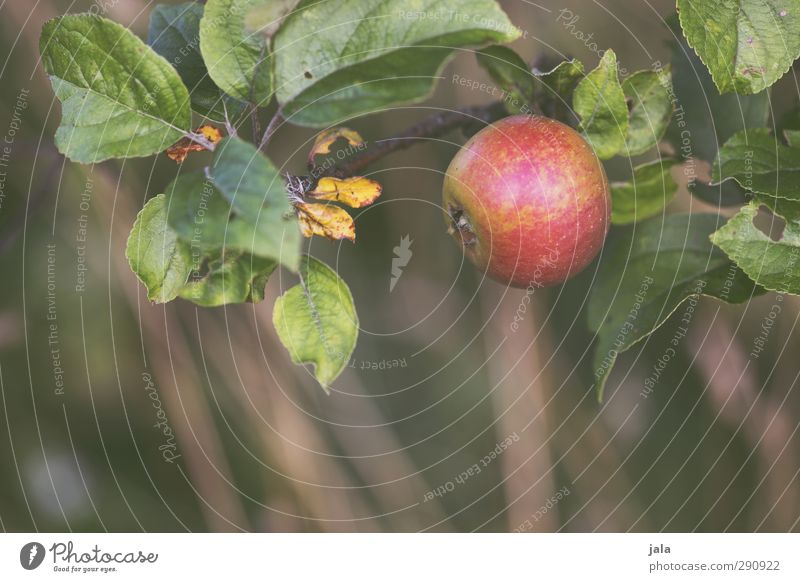 apfel Umwelt Natur Pflanze Blatt Nutzpflanze Frucht Apfel frisch Gesundheit natürlich Farbfoto Außenaufnahme Menschenleer Tag