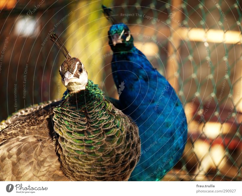 alteingesessen und gleichgesinnt Tier Wildtier Zoo Pfau Tierpaar beobachten Zusammensein Neugier Tierliebe einheitlich Natur Team Zusammenhalt Farbfoto