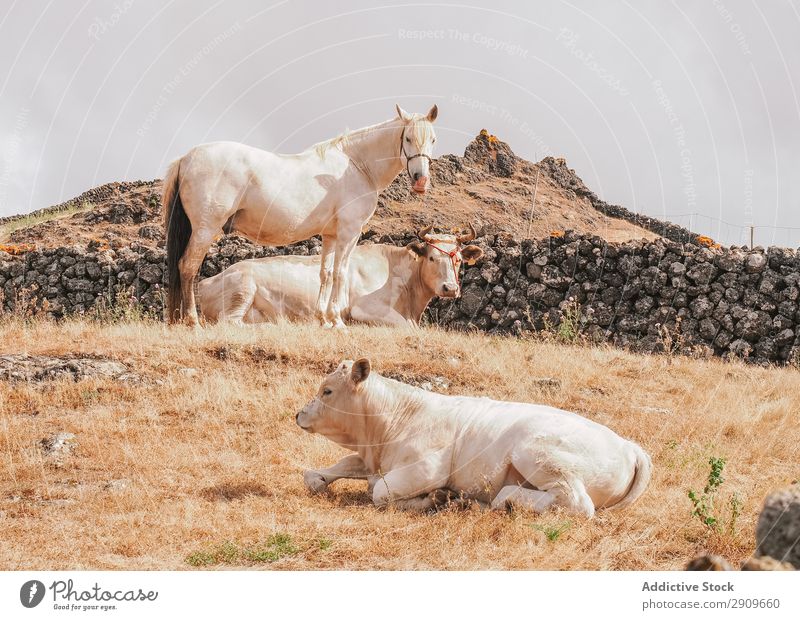 Pferde und Kühe auf dem Land Außenaufnahme Bauernhof Freizeit & Hobby weidend schön hierro island Feld heimisch Herde Reiterin Mähne ruhig