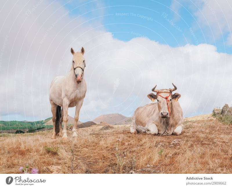 Pferde und Kühe auf dem Land Außenaufnahme Bauernhof Freizeit & Hobby weidend schön hierro island Feld heimisch Herde Reiterin Mähne ruhig