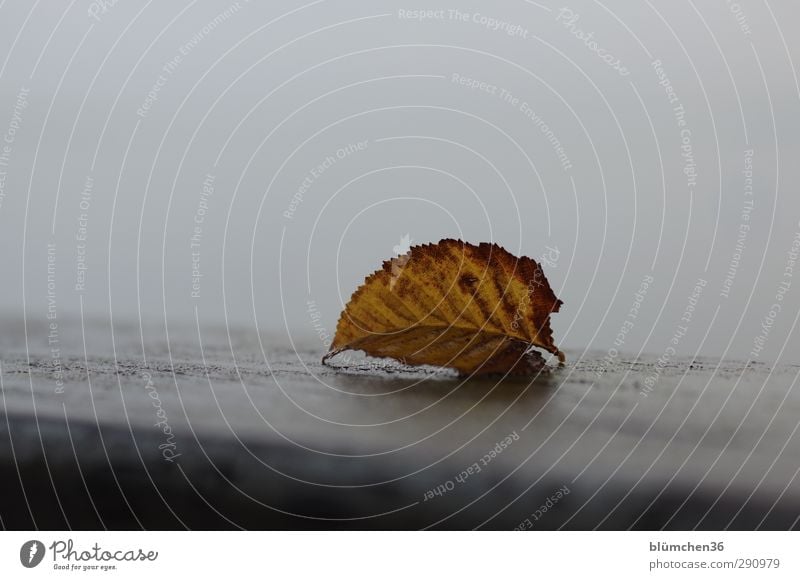 Wann kommt der Winter? Natur Herbst Blatt alt liegen dehydrieren dunkel einfach kalt Spitze stachelig trist trocken braun gelb grau Stimmung Sehnsucht Verfall