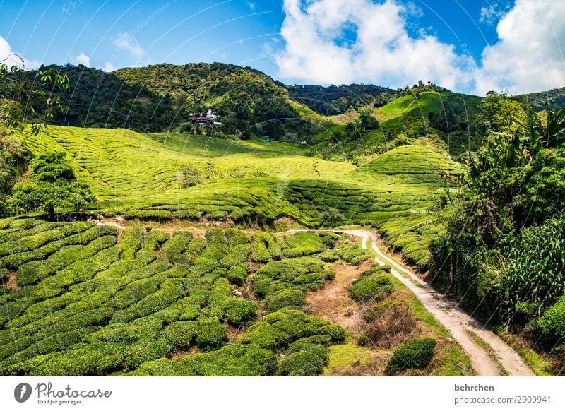 grün Malaysia Cameron Hochland Tee Teepflanze Urwald Fernweh Ferien & Urlaub & Reisen reisen Teeplantage Regenwald Ferne Natur Kontrast Nutzpflanze Feld Wolken